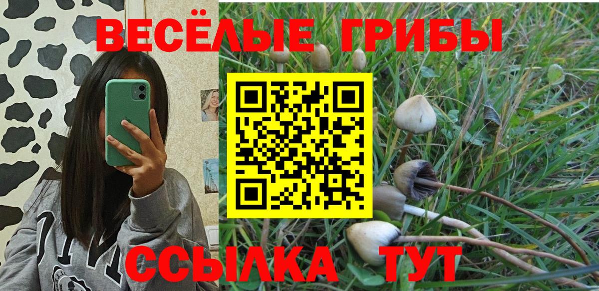 Псилоцибиновые грибы Psilocybe Ессентуки